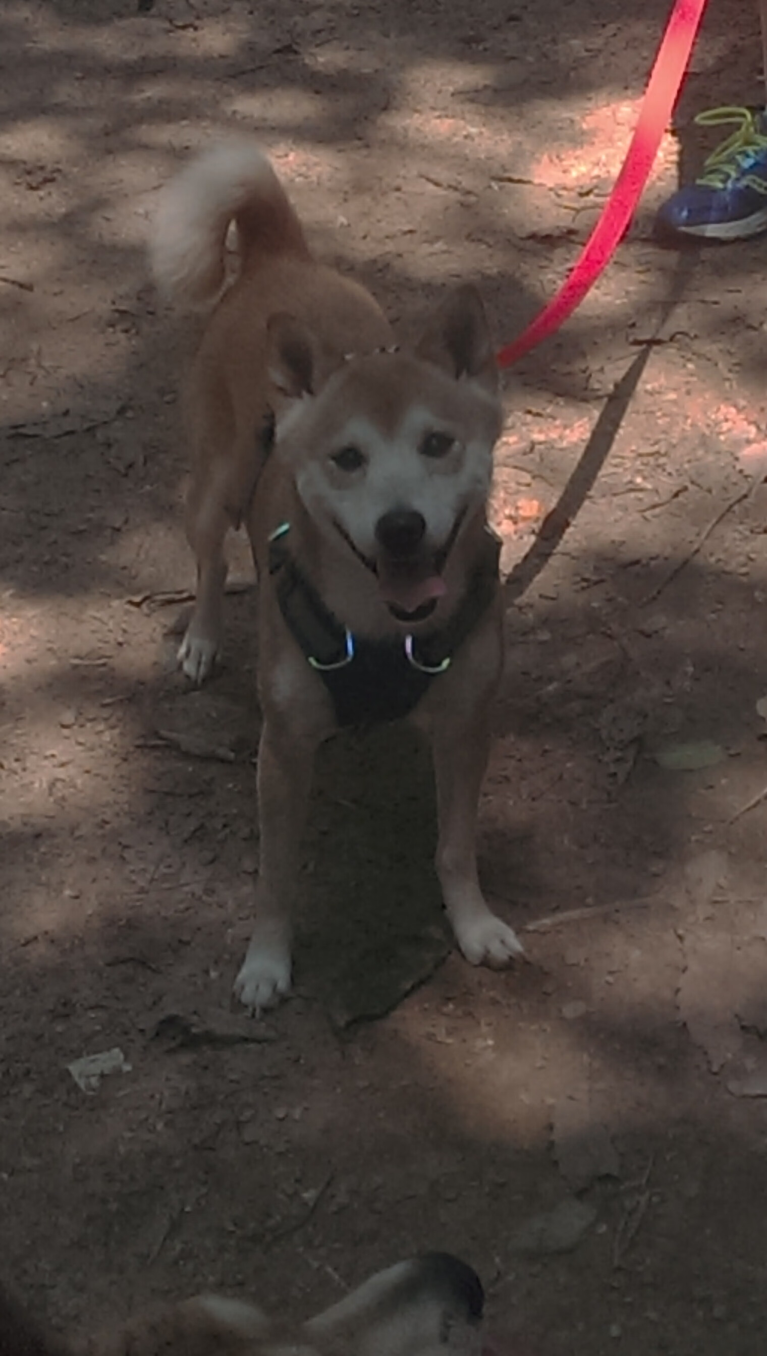 东方智慧对决北美风暴，深圳队战术铁壁封杀森林狼，马克西一记冰与火之歌终结悬念