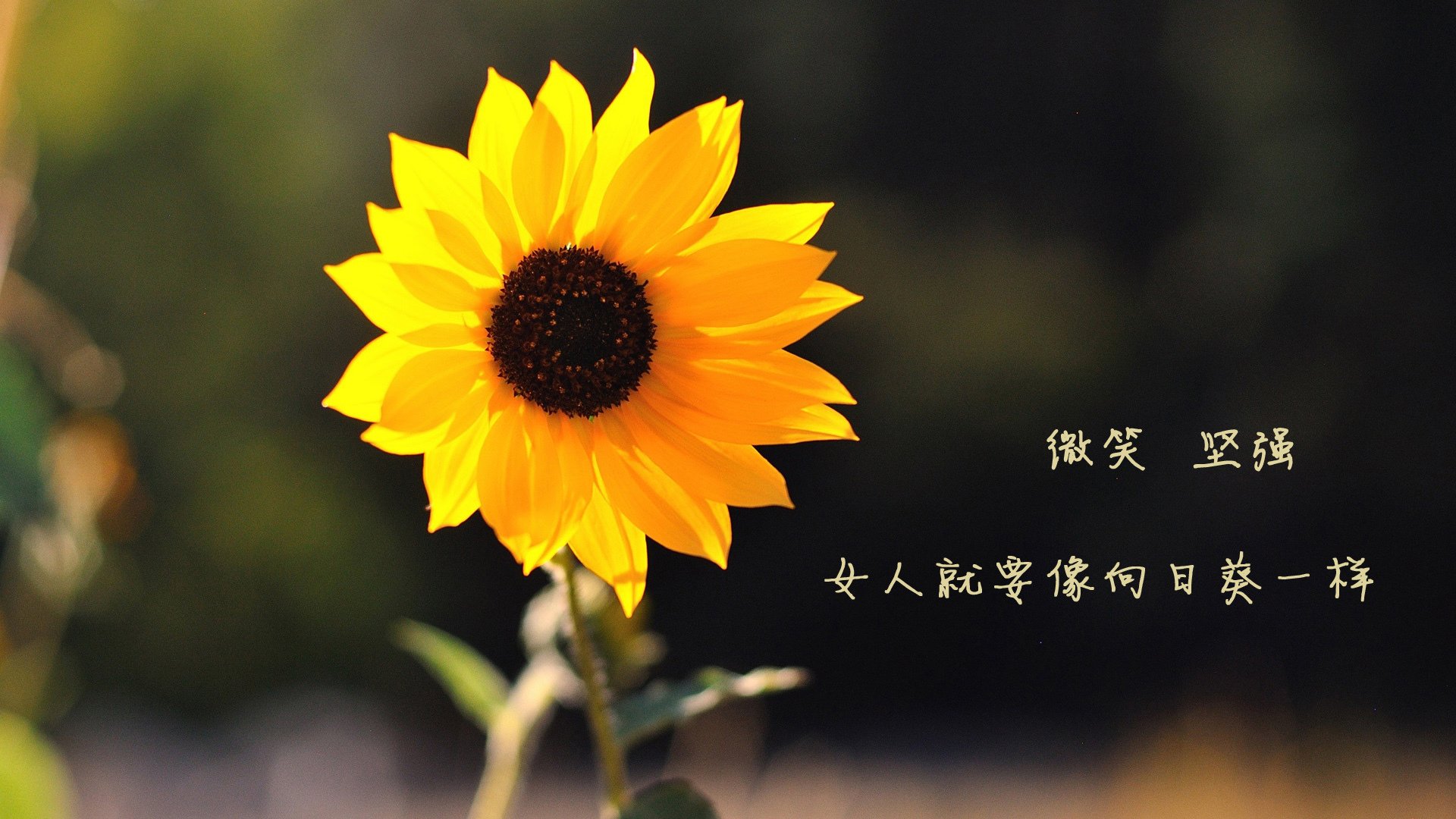 开云-当黄蓝条纹遇见桑巴舞步,内马尔客串导演南美逆转好戏