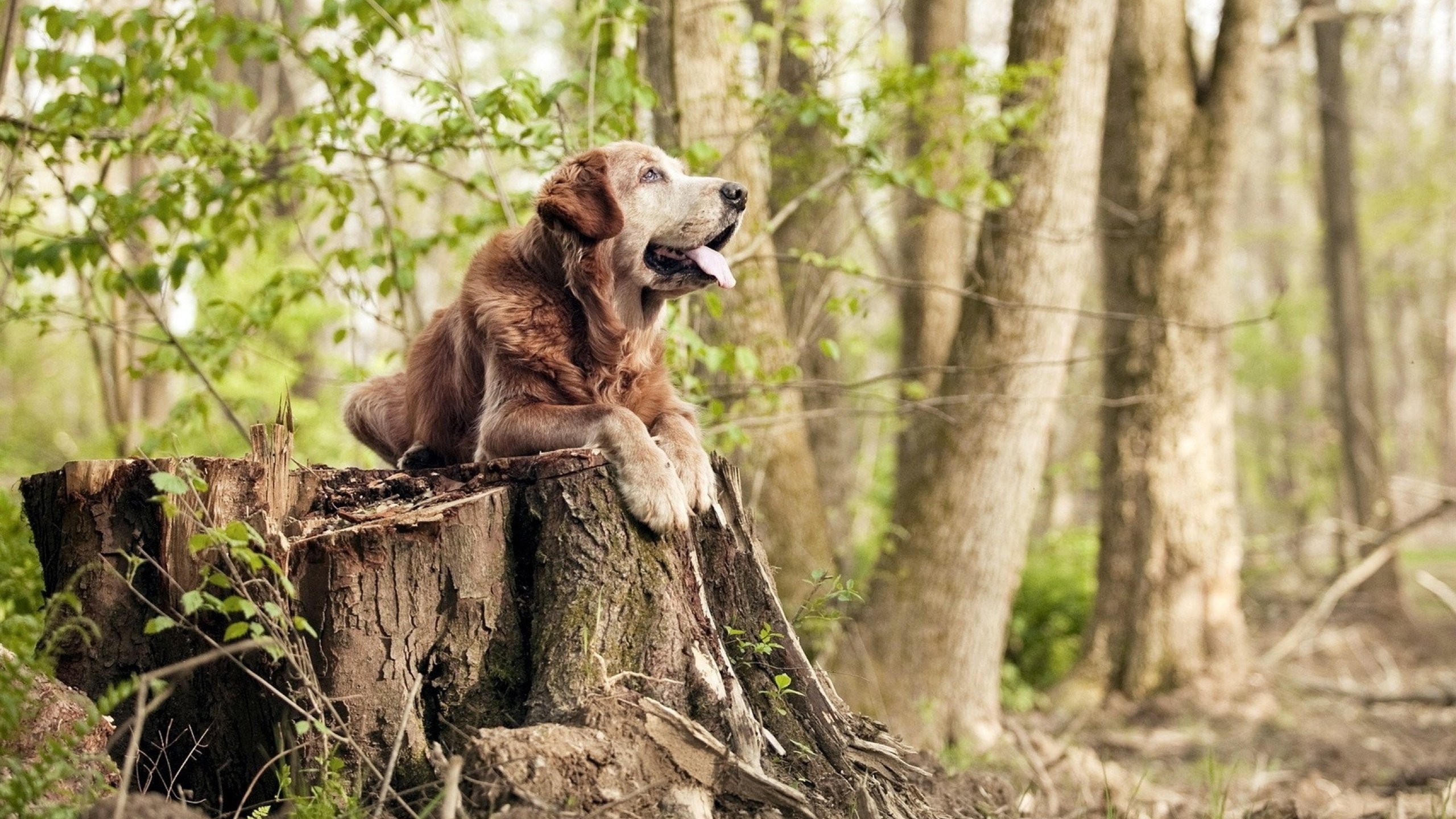 跨洋对决！热火烈焰灼烧广厦悬念，世界排名战提前落幕