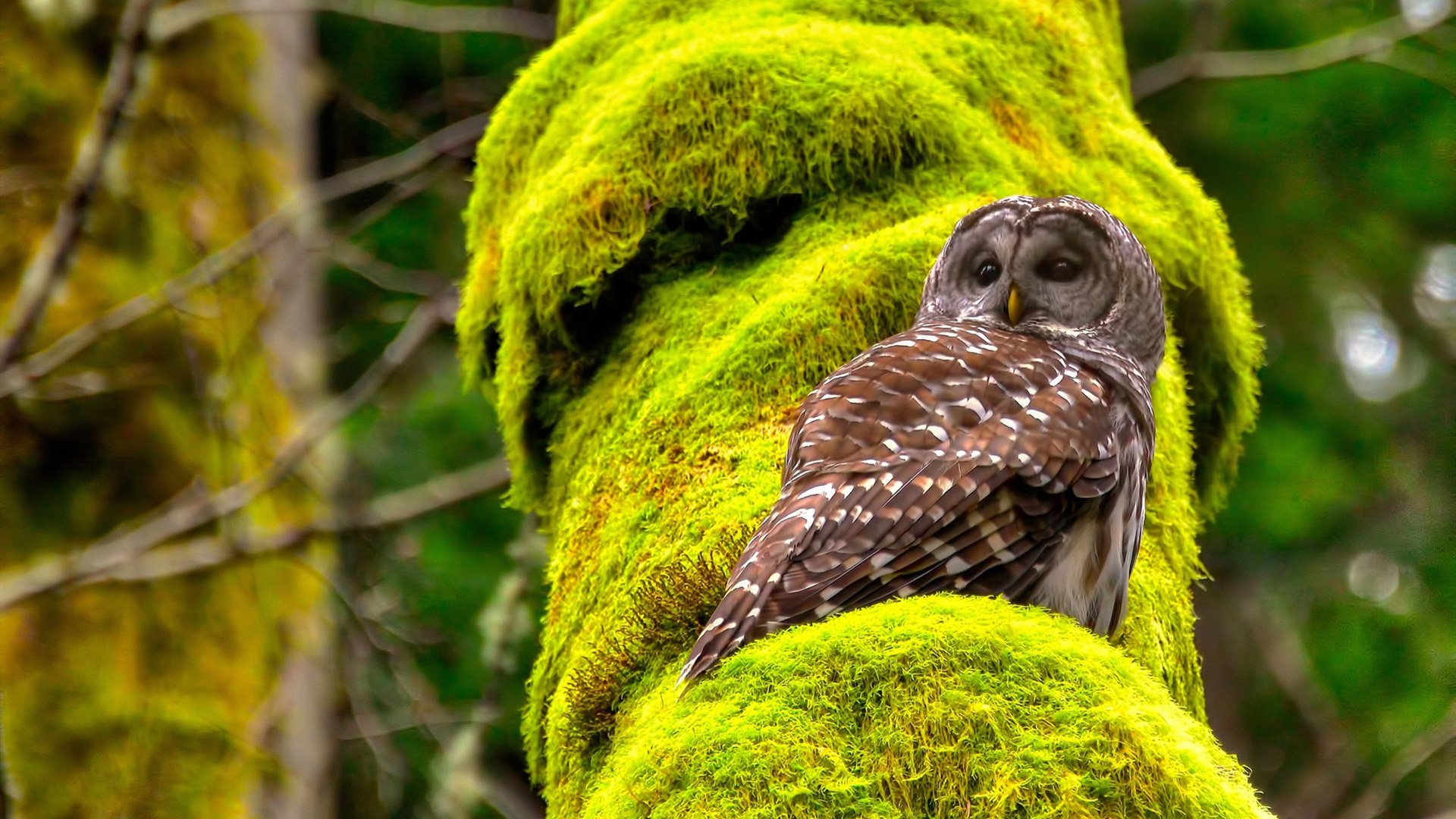 开云体育app-爆冷与接管，灰熊逆袭国王，浓眉欧冠半决赛的传奇之夜