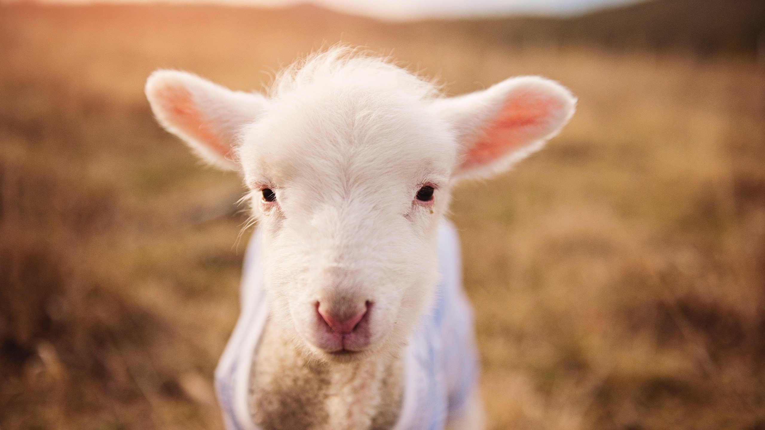 开云体育入口-冠军血脉，篮网关键战突围热火，字母哥在德甲争冠战接管比赛