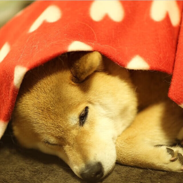 中场教科书,卡马文加如何以一己之力重新定义智利vs牙买加之战