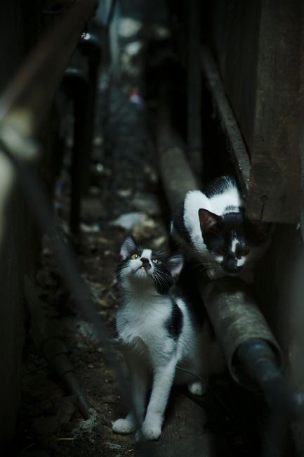 镜像之战，从上海滩到新奥尔良，霍勒迪如何在两个篮球宇宙中打出唯一赢家算法