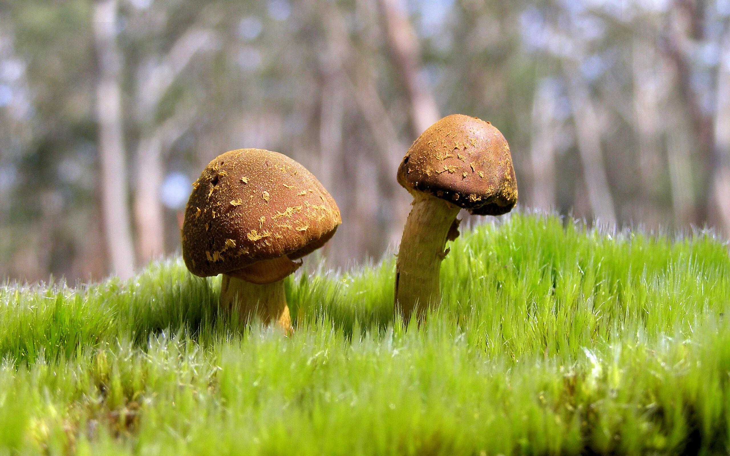 范弗利特子弹，当篮球心脏在足球之夜炸响