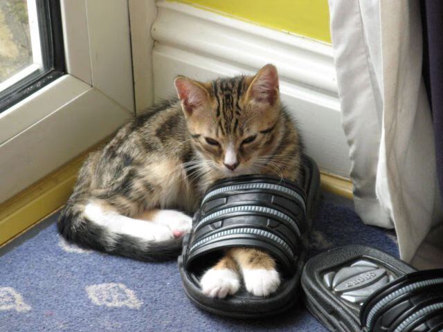 山岳倾轧平原,罗德里戈的利剑与瑞士的逆袭之夜